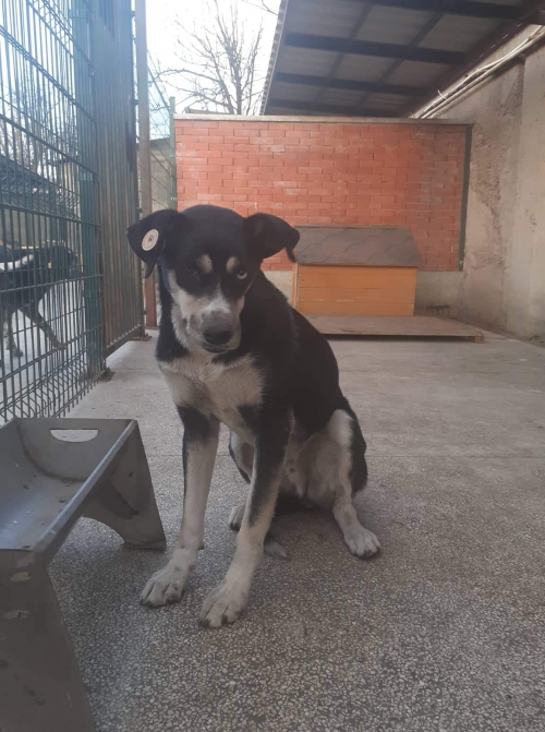 მეტისი უსახელო