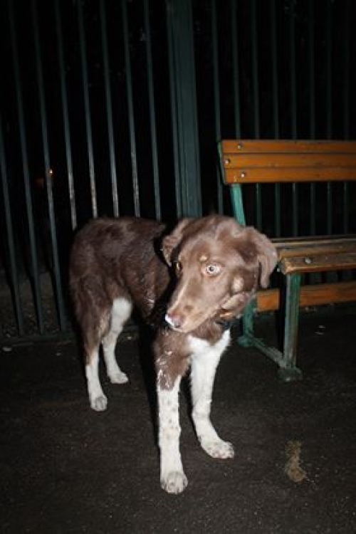 მეტისი უსახელო