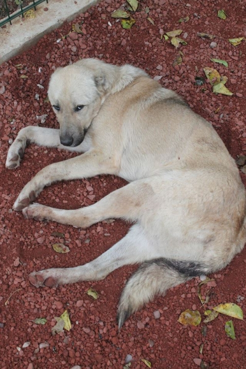 ქართული ქოფაკი უსახელო