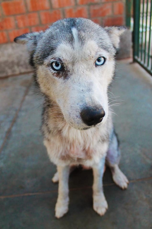 ლაიკა უსახელო