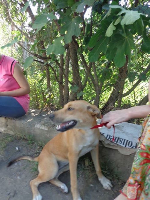 მეტისი მიკი