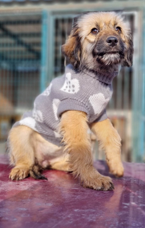 მეტისი ჩააბარეს გაჩუქების მიზნით