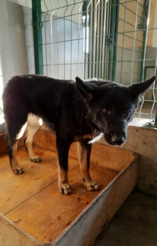 გერმანული ნაგაზი უსახელო