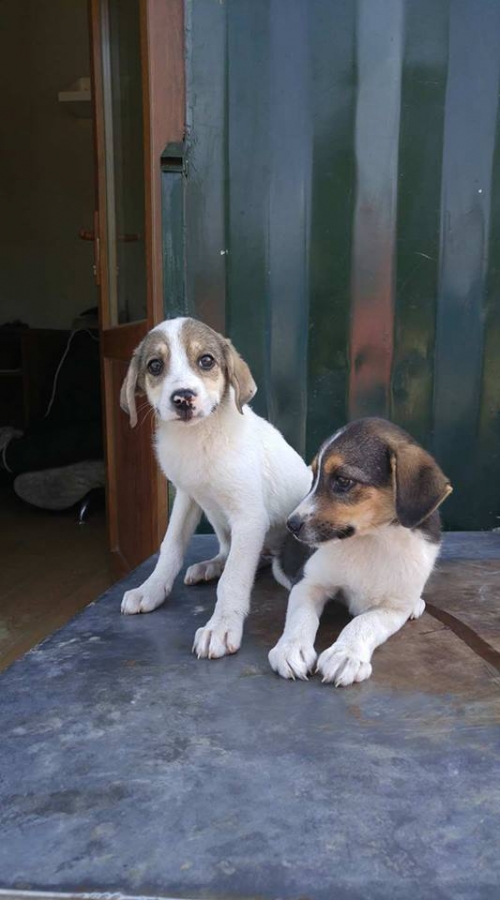 მეტისი უსახელო