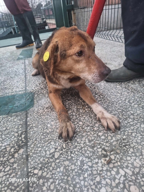 მეტისი გადმოყვანილია მუნიციპალური თავშესაფრიდან