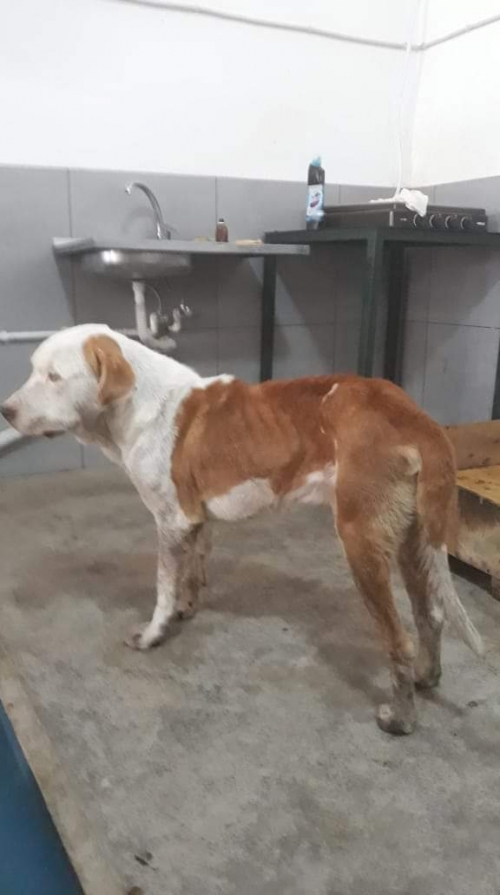 პიტი უსახელო