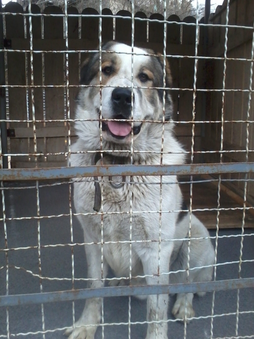 ქართული ნაგაზი გორა