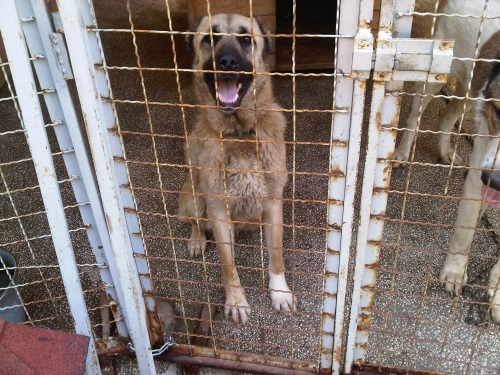 * გაჩუქებულები ქართული ქოფაკი