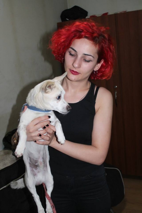 ჯეკ რას ტერიერის მეტისი ტობი