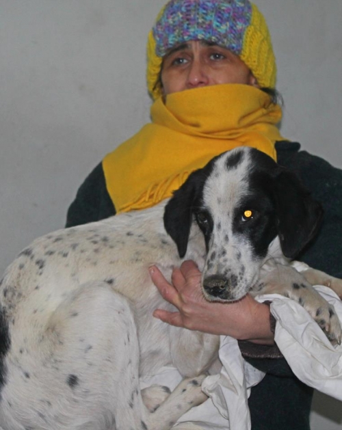 მეტისი ბიმი