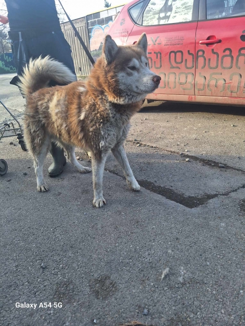 ლაიკა გადმოყვანილია მუნიციპალური თავშესაფრიდან. ქინძმარაულის ქუჩის ძაღლია