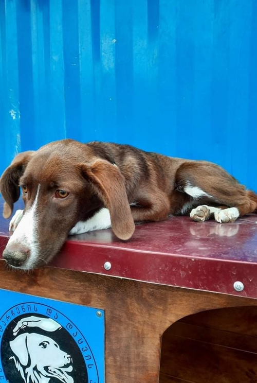 მეტისი ლუსი