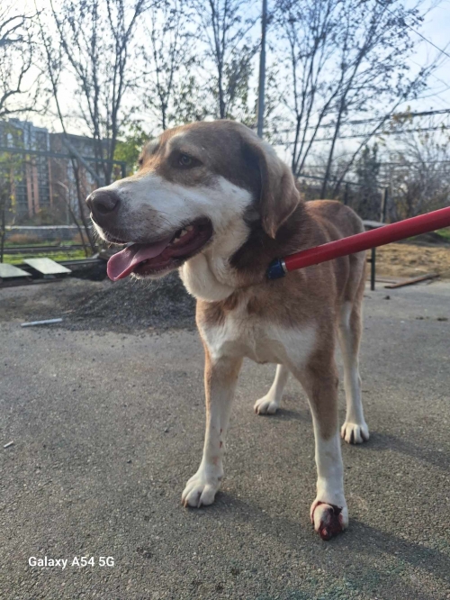 ქართული ქოფაკი ფონიჭალა