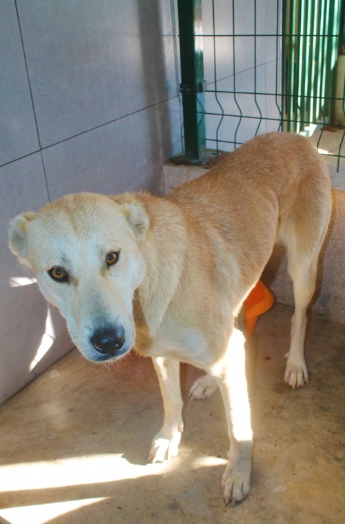 მეტისი უსახელო