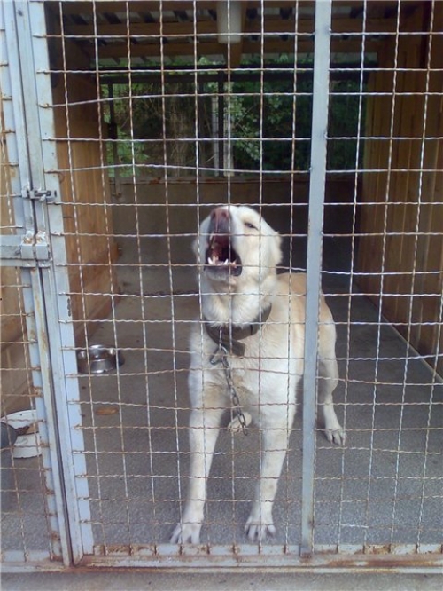 * გაჩუქებულები ბათუ