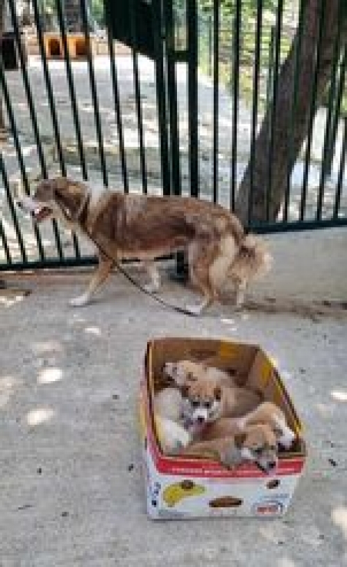 მეტისი ბობო