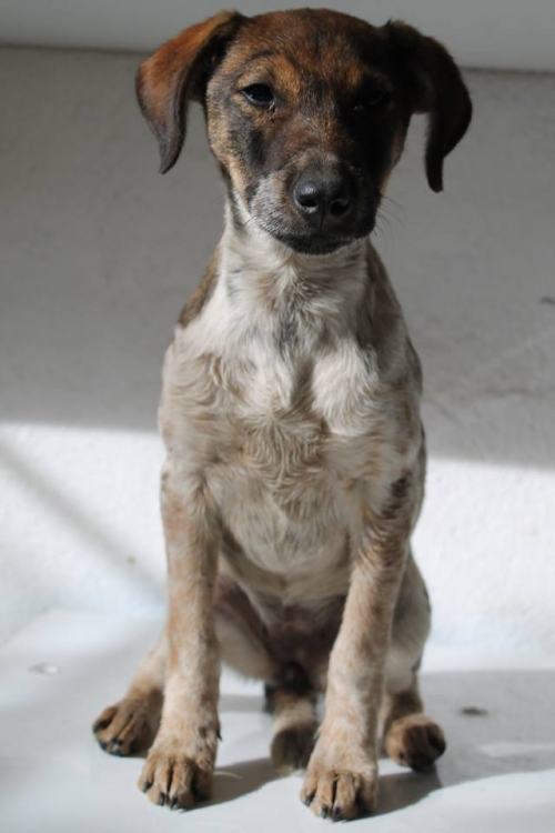 ჯეკ რასელის მეტისი უსახელო