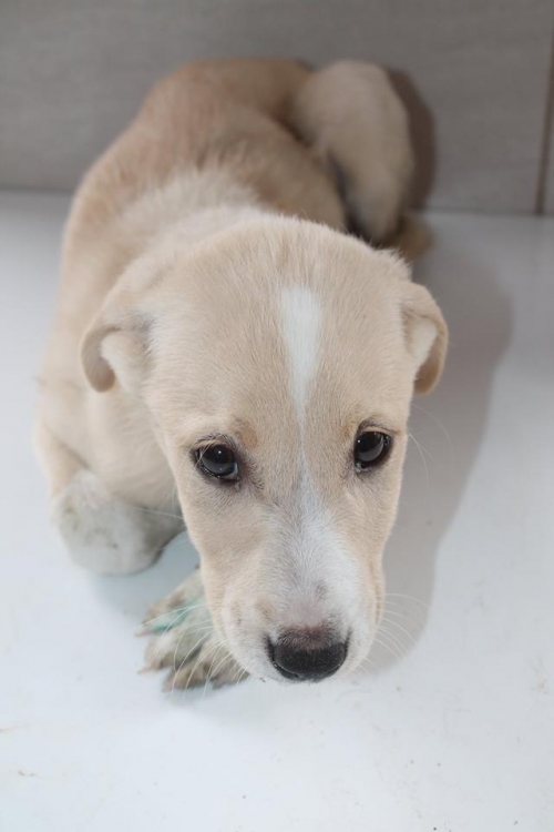 მეტისი უსახელო