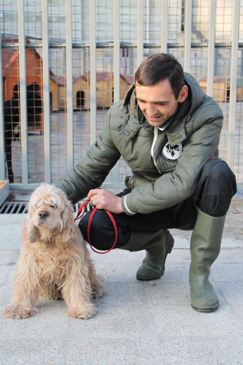 ამერიკული კოკერსპანელი ჩიჩი