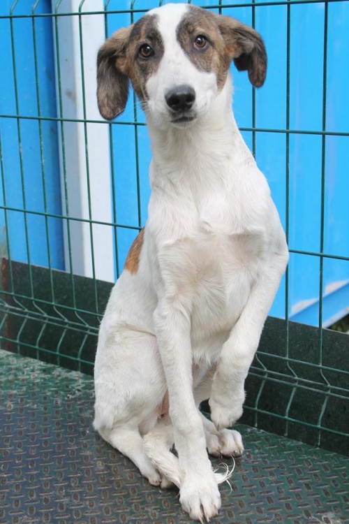 მეტისი ვერა