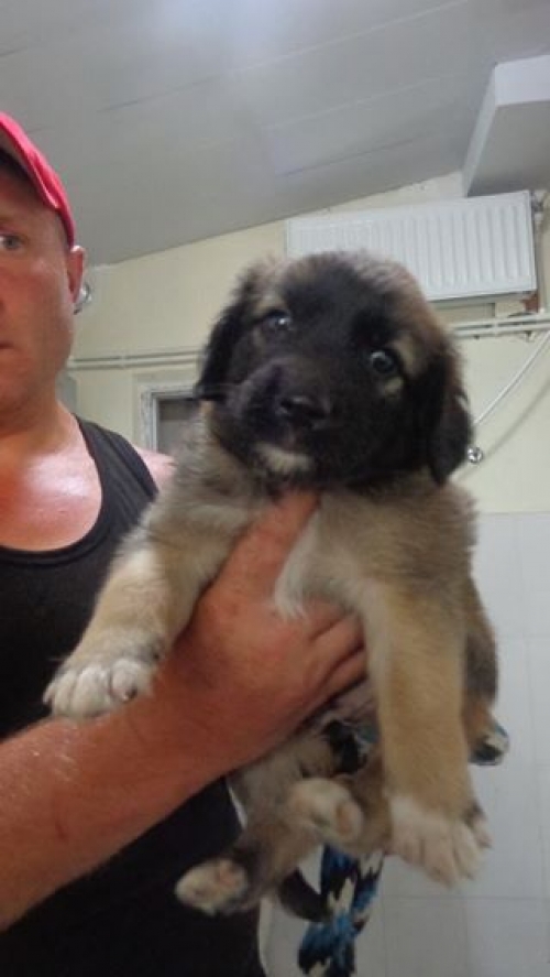 ქართული ქოფაკი უსახელო