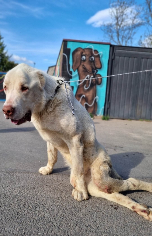 ქართული ნაგაზი საჩხერე