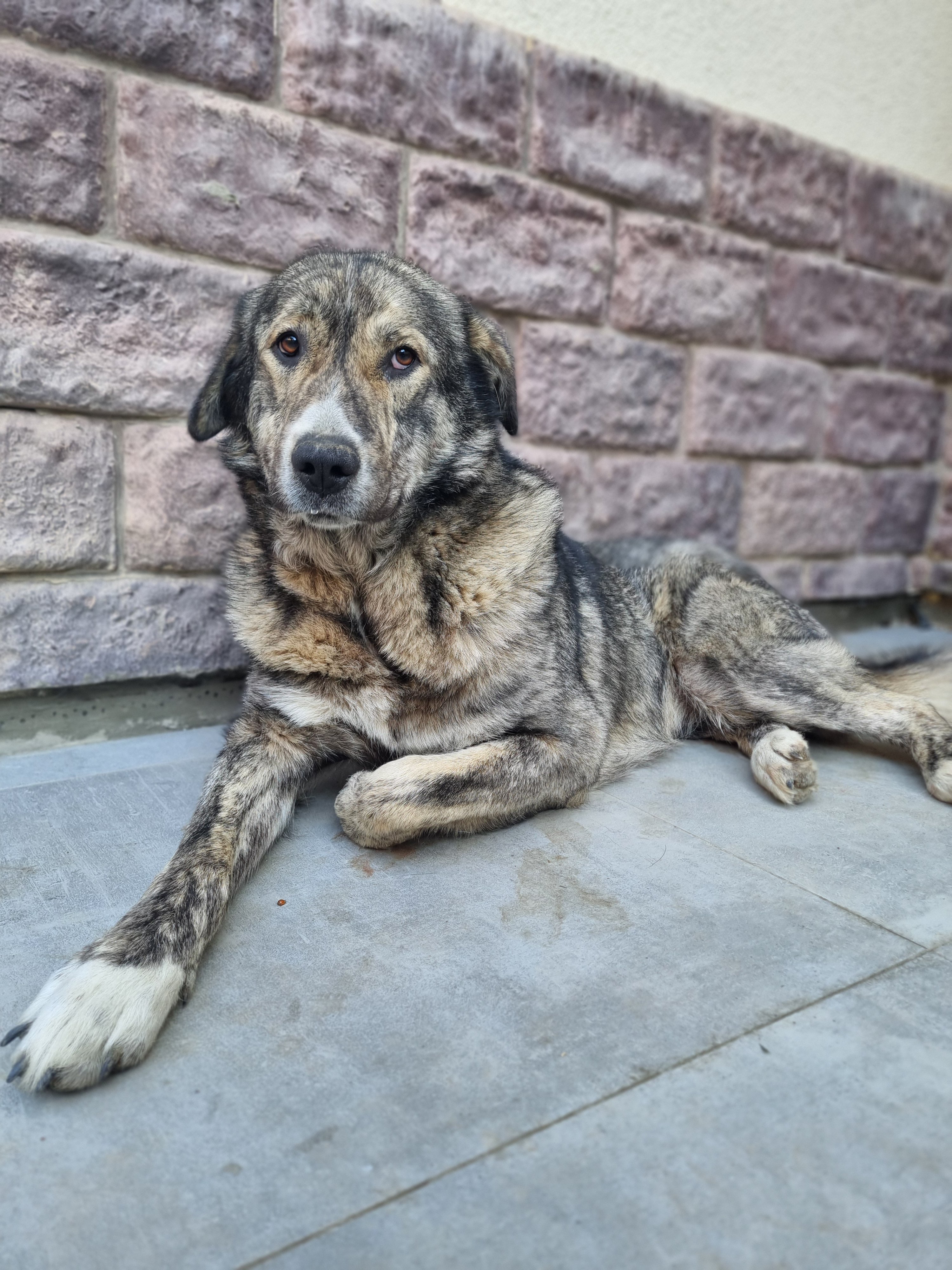 მეტისი. თეთრიწყარო