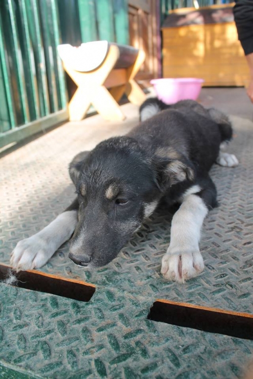 მეტისი უსახელო