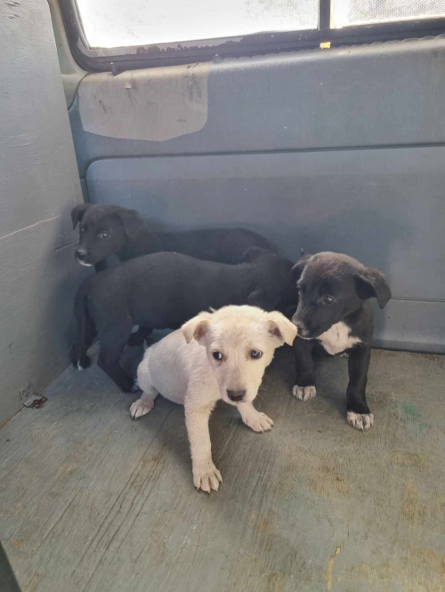 მეტისი კაიროს მე 4 ქუჩა