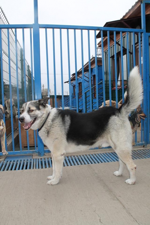 ლაიკა ლაკი