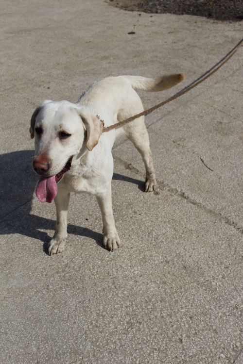 ლაბრადორი უსახელო