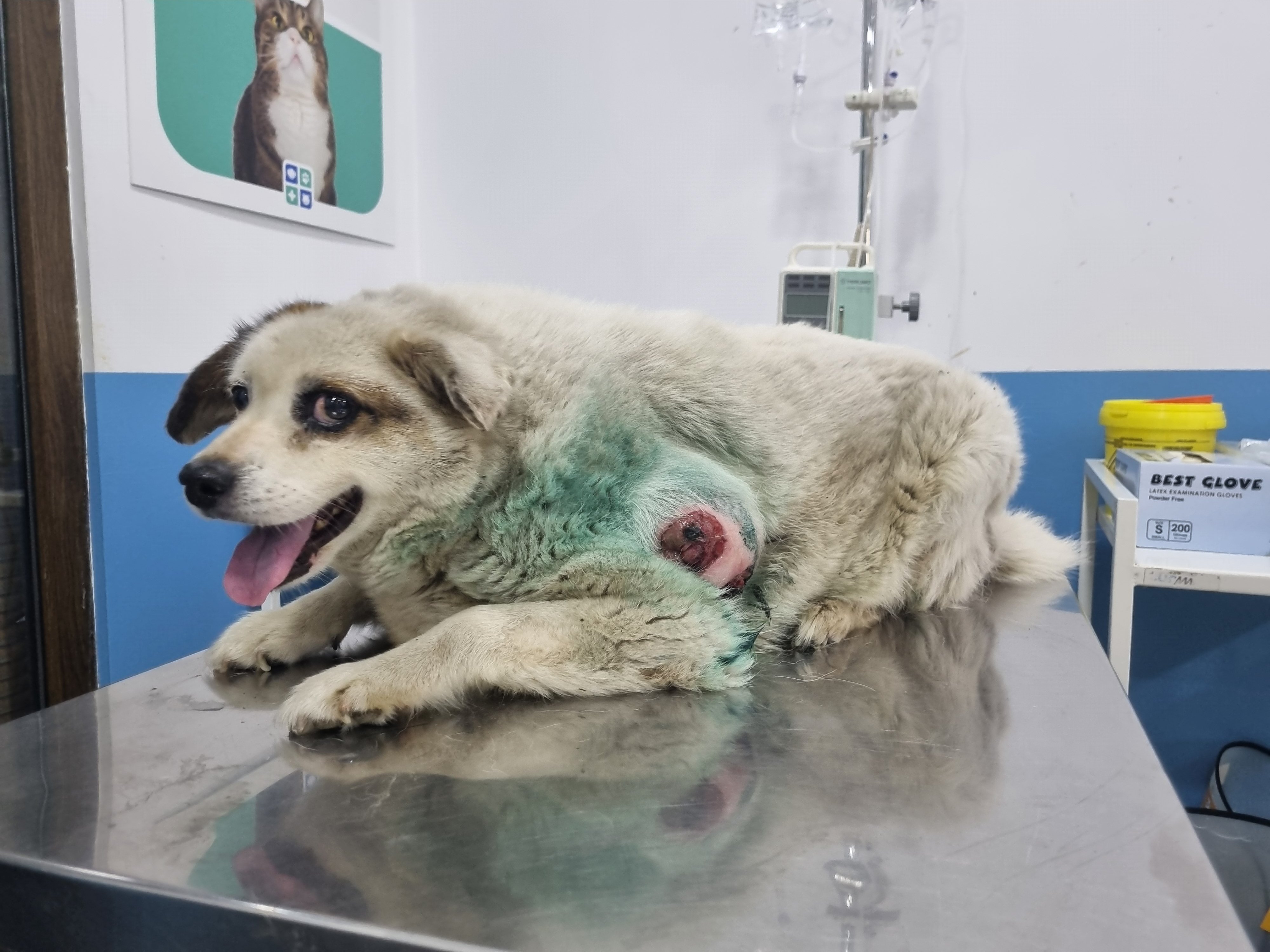 მეტისი. დიღმის მასივი. ჩელე