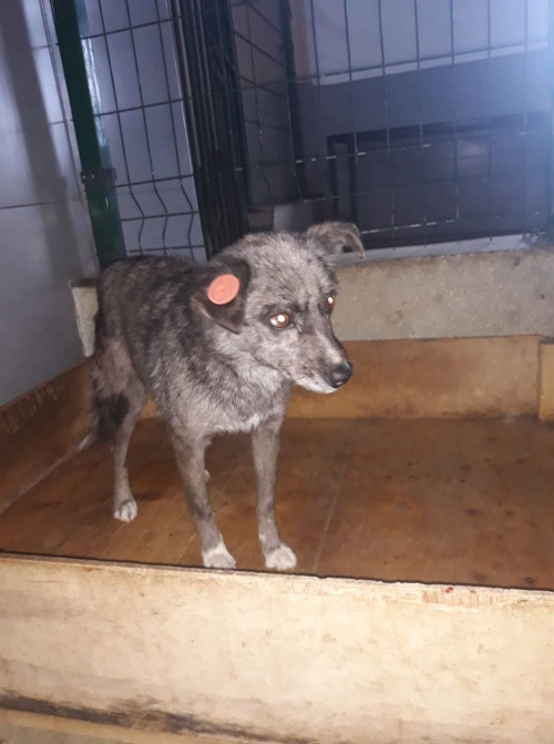 მეტისი ევა