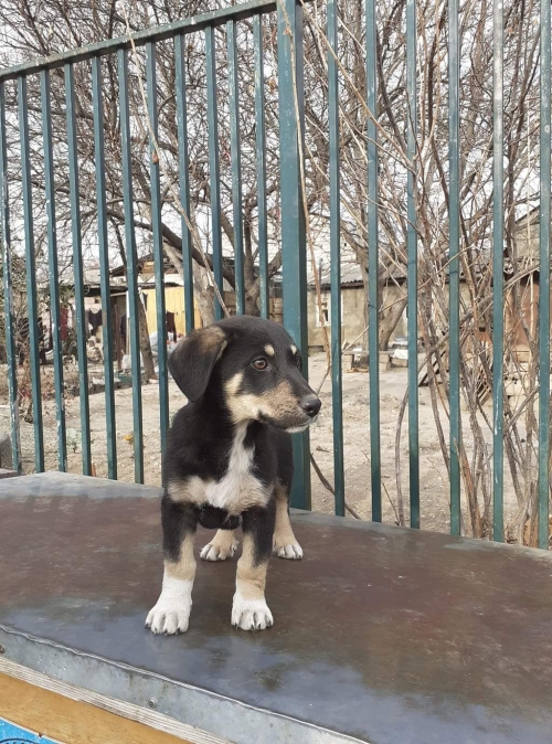 მეტისი უსახელო