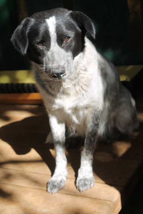 მეტისი უსახელო