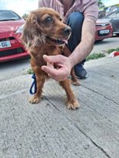 კოკერსპანიელი ბაბი