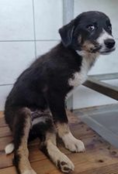 მეტისი დუშეთი