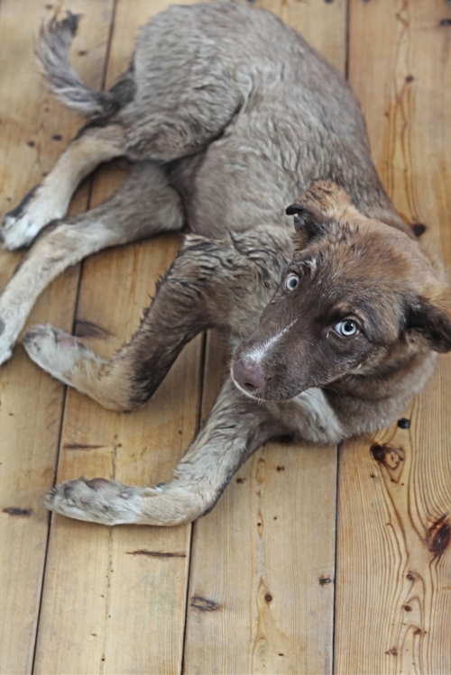 მეტისი გორის გზაზე ნაპოვნი