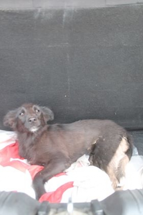 მეტისი უსახელო