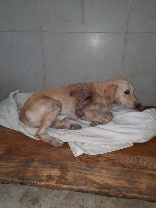 მეტისი უსახელო