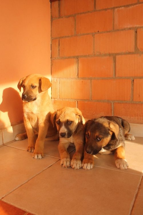 ქართული ქოფაკი უსახელო