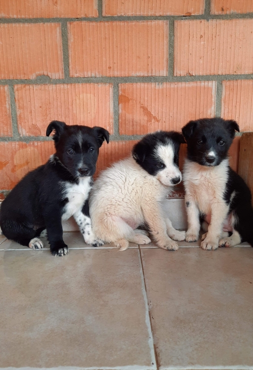 მეტისი ორხევი