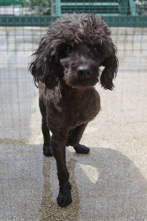 პუდელი უსახელო