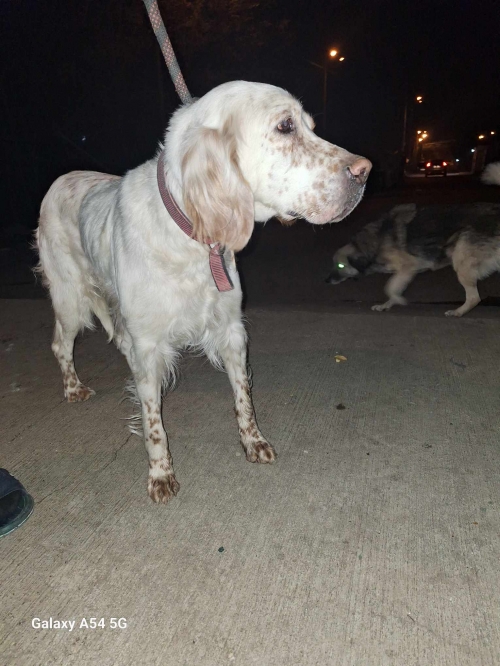 სეტერი ვარკეთილი რესტორანი ორი ტონა