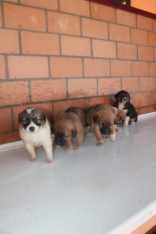 მეტისის ლეკვები უსახელო