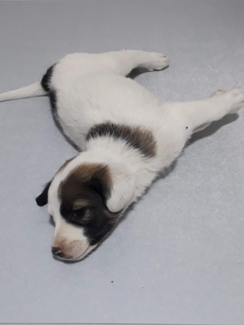 მეტისი უსახელო