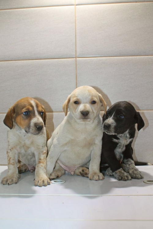 მეტისის ლეკვები უსახელო