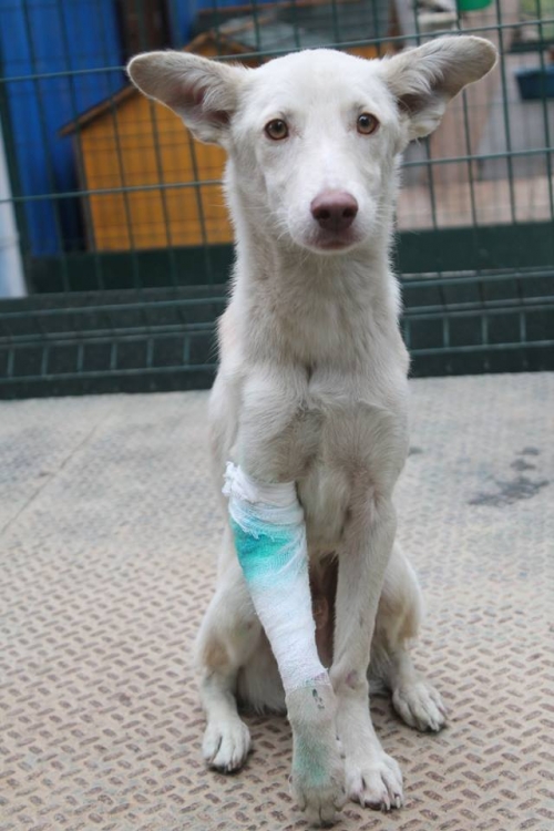 მეტისი უსახელო