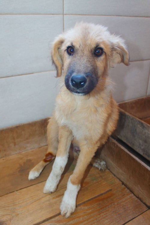 მეტისი უსახელო