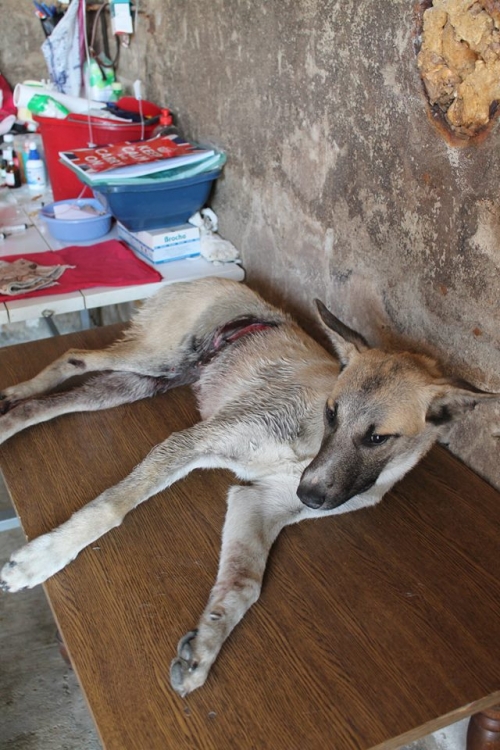 მეტისი უსახელო